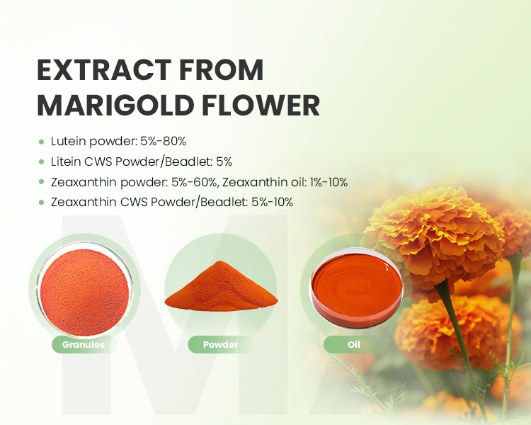 Global Forecast for Marigold Extract in 2022