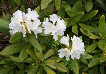 Rhododendron Caucasicum