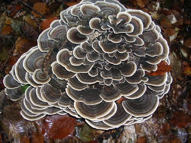 Coriolus Mushroom Extract
