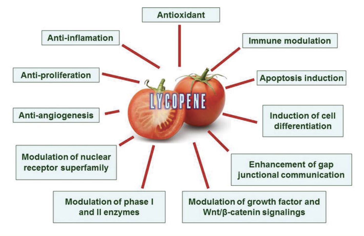 the-application-of-Lycopene