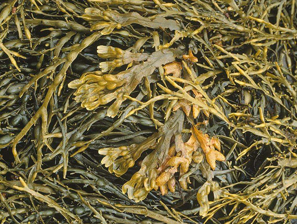 Brown Alga Extract