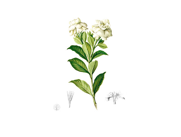 Gardenia Extract
