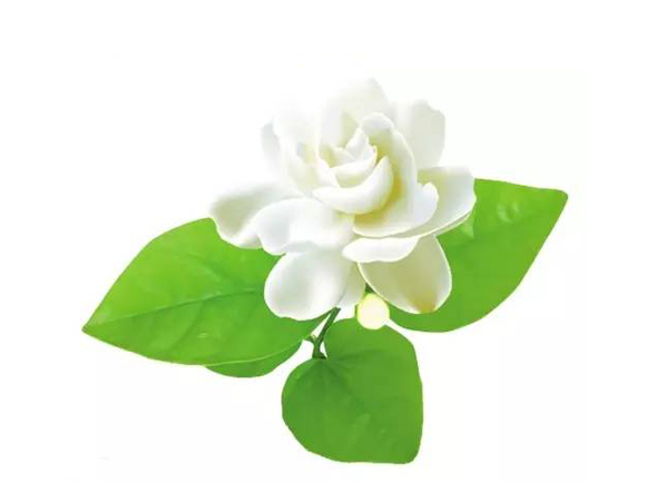 Jasmine Tea Extract