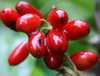 Cornus Officinals Extract
