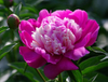 paeonia lactiflora pall Extract