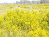 Goldenrod Extract