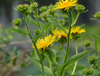 Elecampane Root Extract