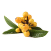 Loquat Leaves Extract