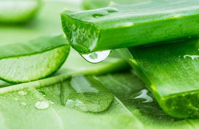 Aloe Vera Extract-2