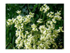 Quercetin/Sophora Japonica Flower Extract