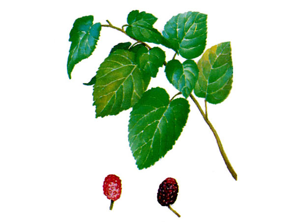 Sodium Copper Chlorophyllin