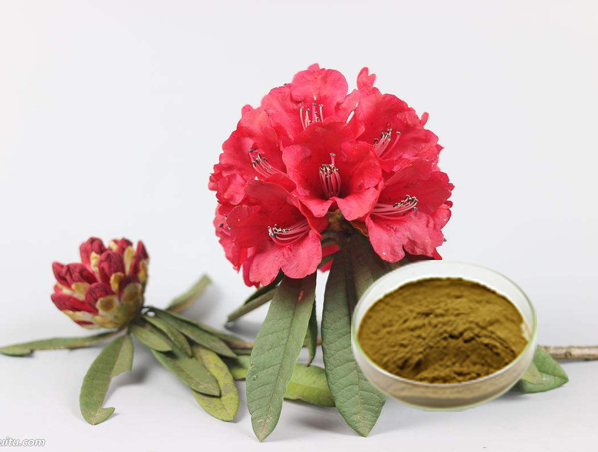 Rhododendron Caucasicum Extract