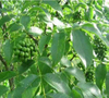 Boat-fruited Scaphium Seed Extract