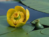 Nuphar Pumilum Root Extract