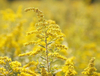 Goldenrod Extract