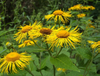 Elecampane Root Extract