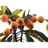 Loquat Leaves Extract