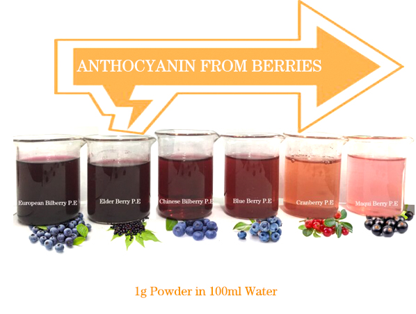 Anthocyanin From Berries