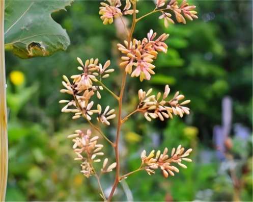 Macleaya Cordata Extract