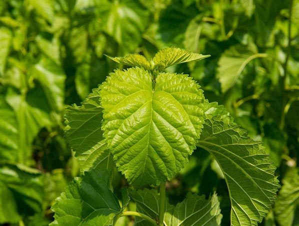 Mulberry Leaf Extract