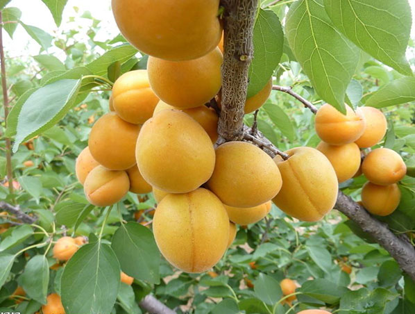Apricot Amygdalin