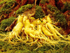 Ginseng Extract