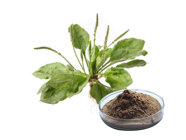 Plantago Herb Extract