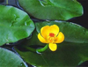 Nuphar Pumilum Root Extract