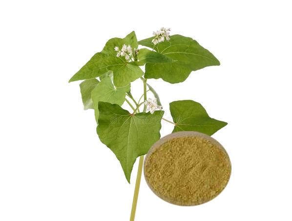 Buckwheat Leaf Extract