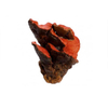 Antrodia Extract