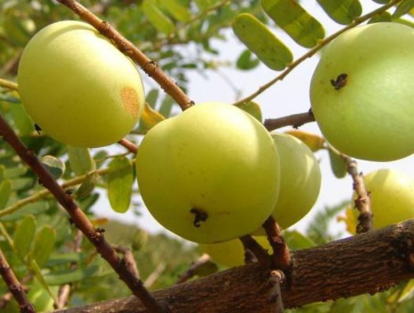 Phyllanthus Emblica Extract