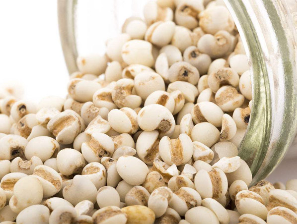Semen Coiois Extract