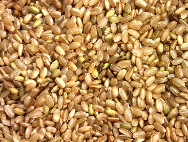 Brown Rice Extract