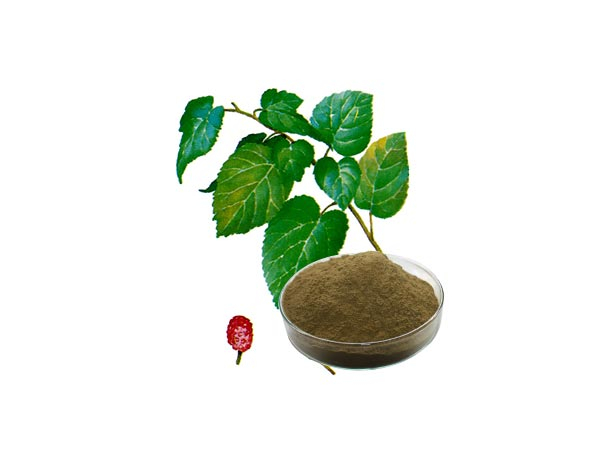 Mulberry Leaf Extract