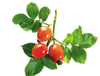 Rosehip Extract