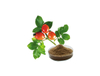 Rosehip Extract