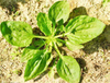 Plantago Herb Extract