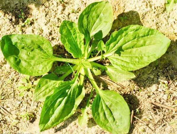Plantago Herb Extract