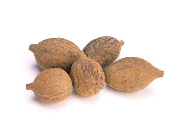 Terminalia Bellerica Extract