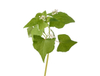 Buckwheat Leaf Extract