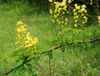 Cassia Nomame Extract