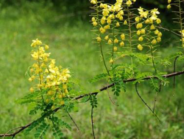 Cassia Nomame Extract