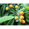 Loquat Leaves Extract