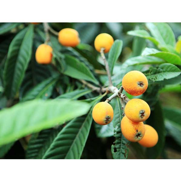 Loquat Leaves Extract
