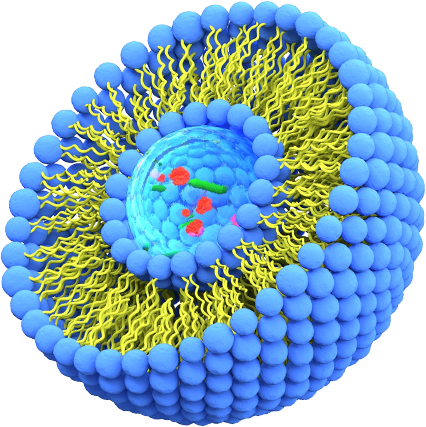 Liposome
