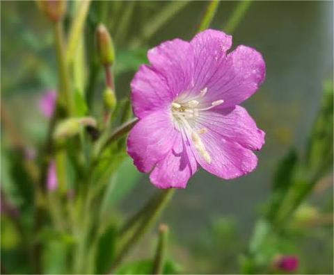 Epilobium Parviflorum Extract