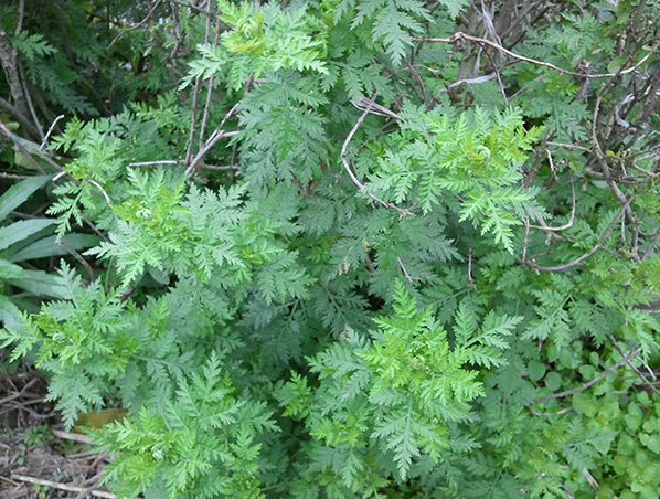 Artemisia Annua Extract 