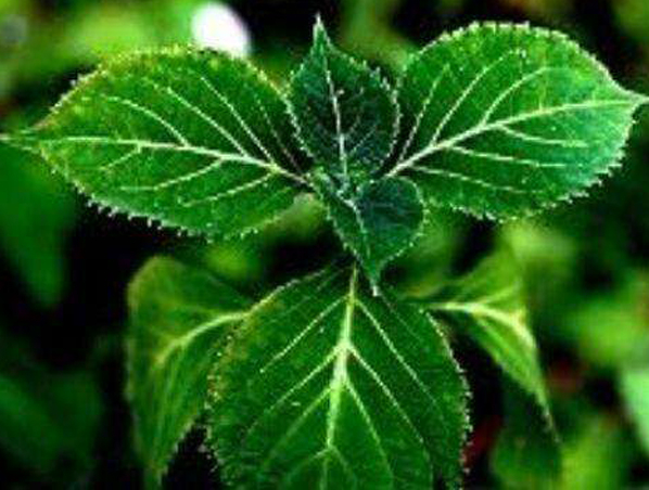 Damiana Extract