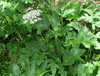 Notopterygium Root Extract