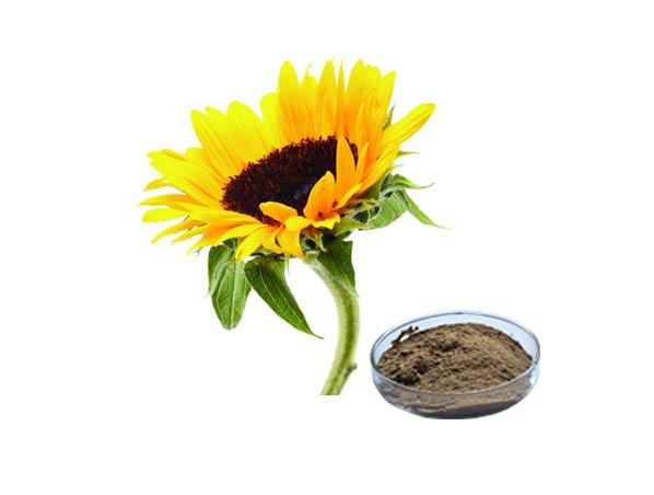 Sunflower Extract